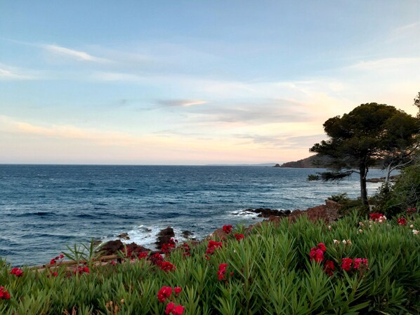 A coastal landscape with a view of the sea, rocky shoreline, and a tree with red flowers. - Studio-cabin in RDJ, with your feet in the water! (Antheor)