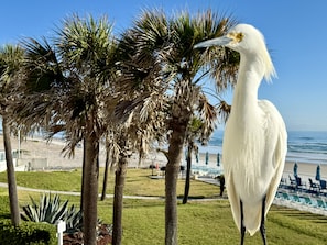 A large white bird, likely a heron, standing among palm trees with a beach and ocean in the background. - An adorable, direct oceanfront front studio with a large private balcony. (Daytona Beach)