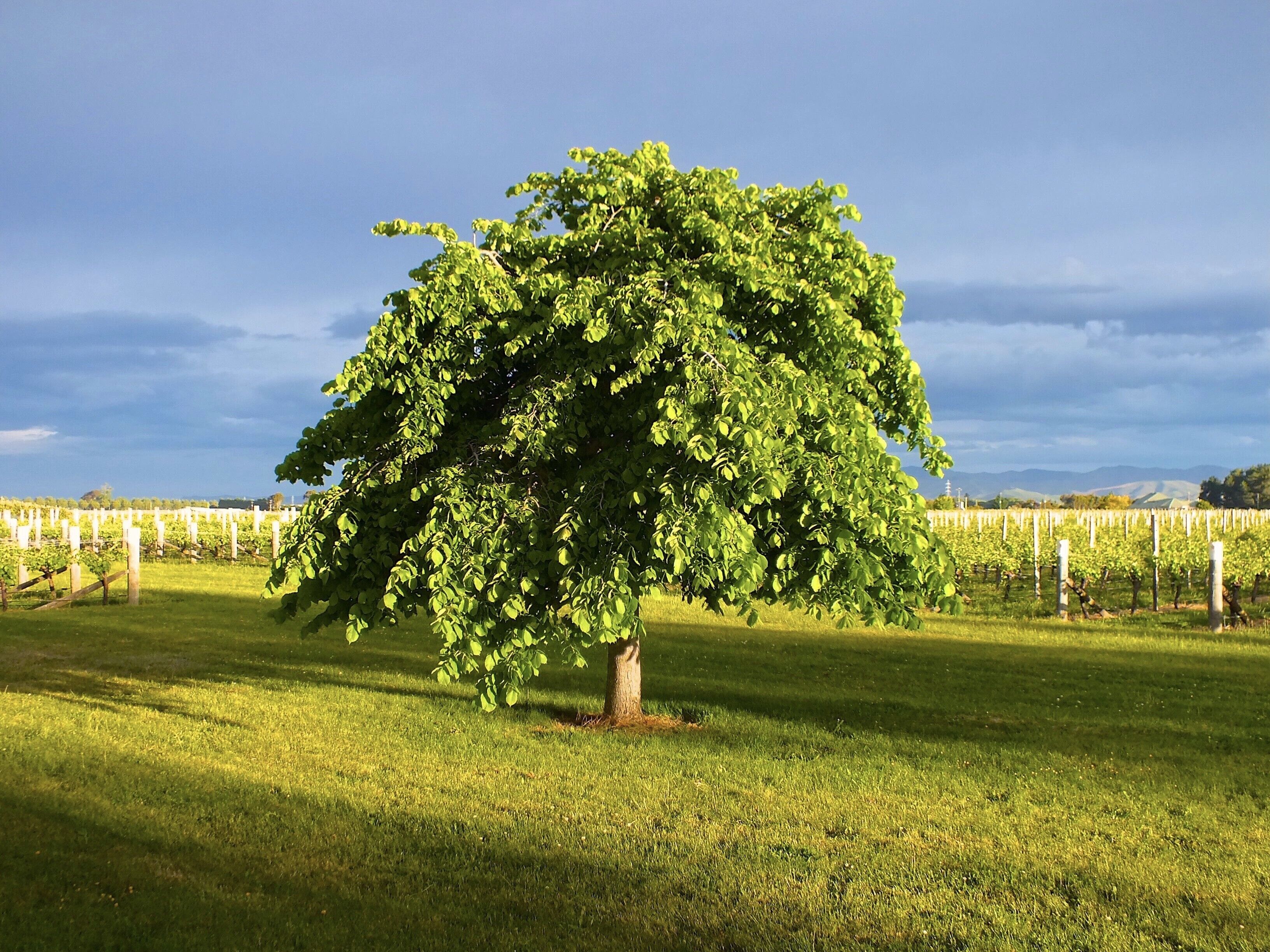 A tree in a vineyard with rows of grapevines in the background.