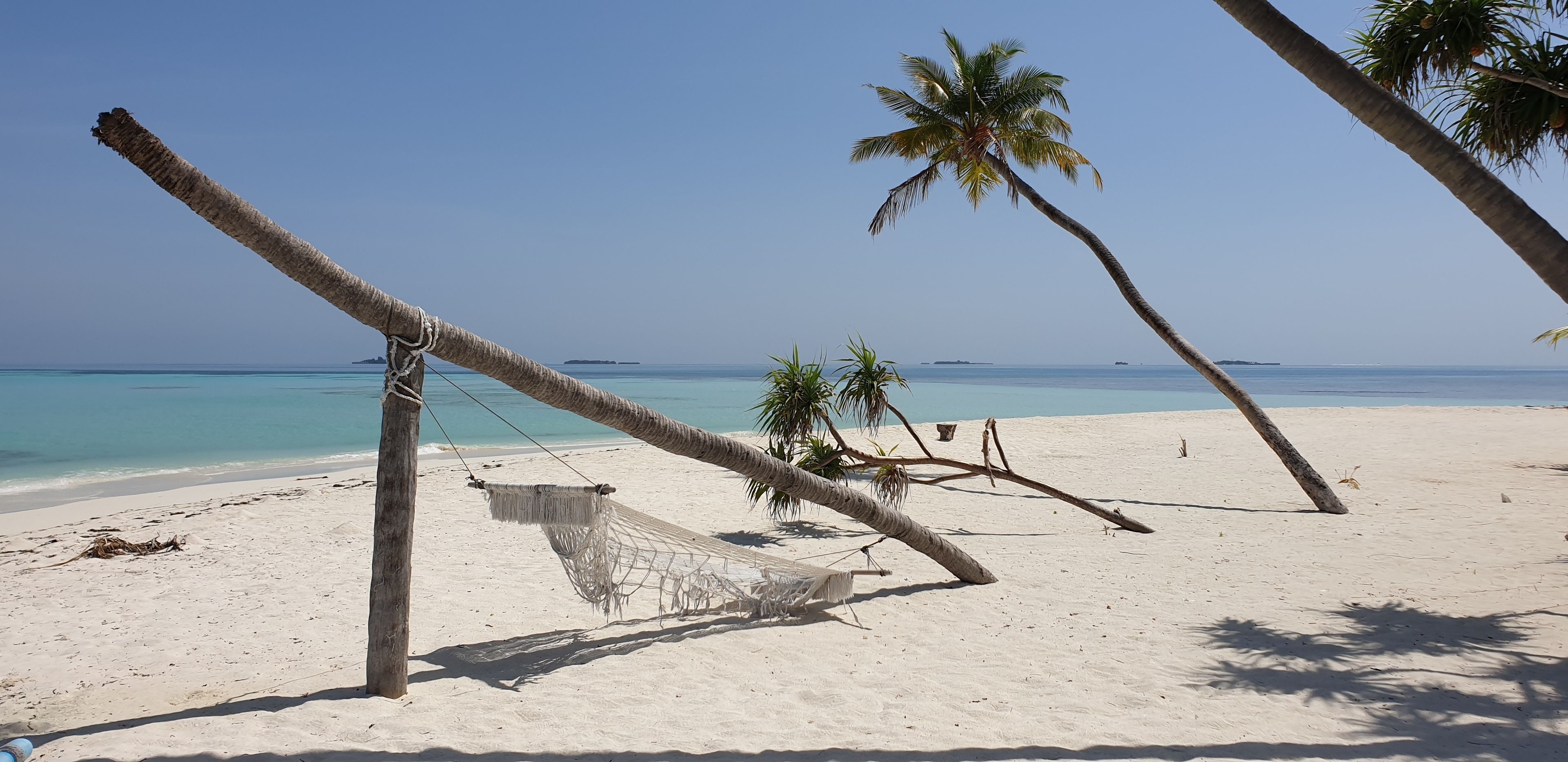 A beach with a hammock, palm trees, and a clear view of the ocean.