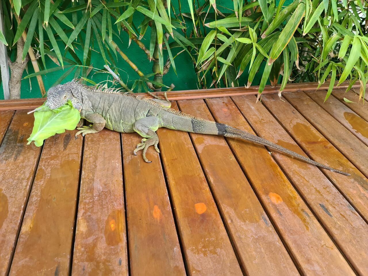 A large iguana on a wooden deck with green foliage in the background.