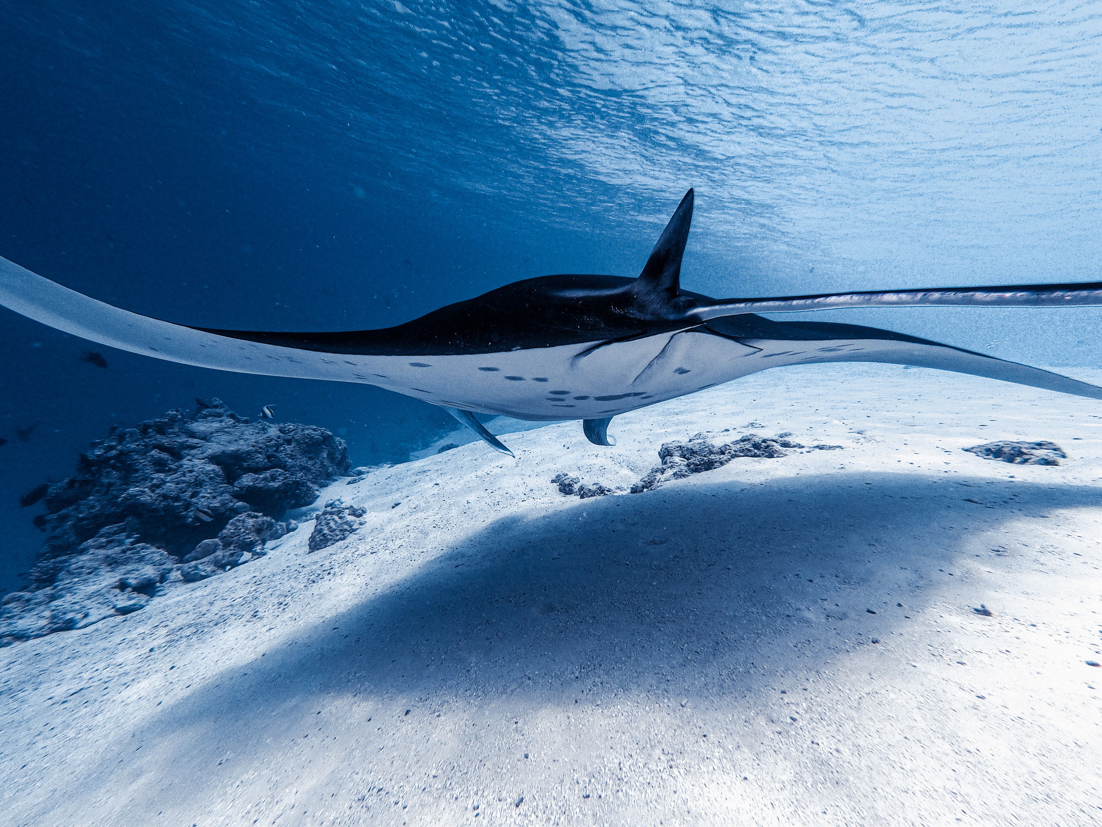 Foto - PERLA Dhangethi