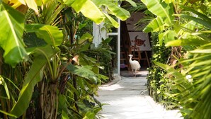 A pathway surrounded by lush green foliage, leading to a building with a white exterior and a visible door. - Perla Dhangethi (Dhangethi)