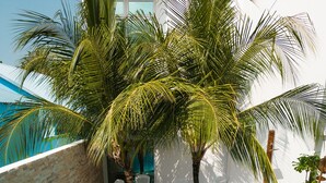 A swimming pool with a tiled edge, surrounded by palm trees and a brick wall. - Perla Dhangethi (Dhangethi)
