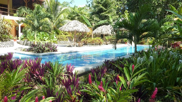 A swimming pool surrounded by tropical plants and a thatched-roof structure. - Oceanfront Bluff Beach Retreat - Spectacular 65 Ft Swimming Pool (Isla Colon)