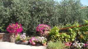 A garden with potted plants and a stone wall. - Domu de Palla (Bauladu)