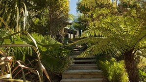 A wooden staircase surrounded by lush greenery and ferns. - The Ridge at Tairua - Tairua Apartment (Tairua)