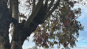 Segnaletica del Western Village Inn, un parcheggio e un albero con foglie autunnali.