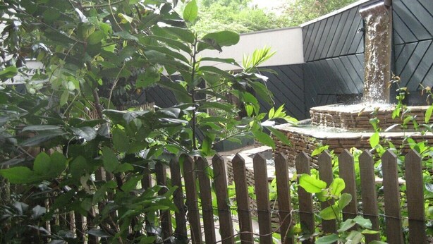 A garden with a fountain, surrounded by a wooden fence and lush greenery. - Spacious,  quiet family flat with terrace and parking in the 18th Montmatre (Paris)