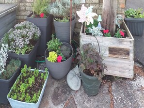A variety of potted plants and flowers arranged on a concrete surface.