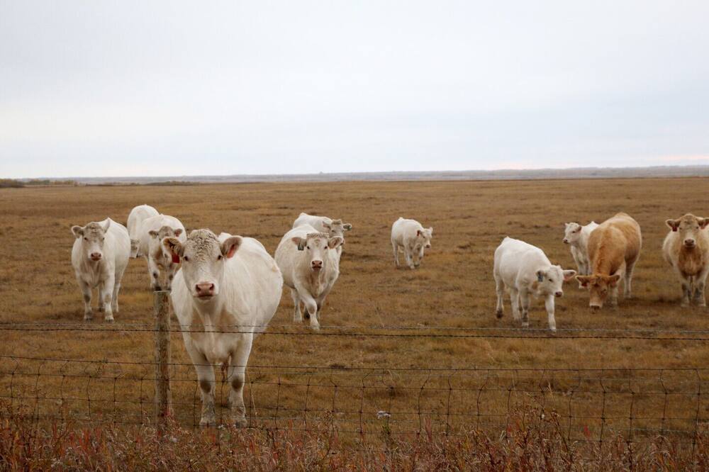 10 Best Ranches To Stay In Canada - Updated 2024 | Trip101