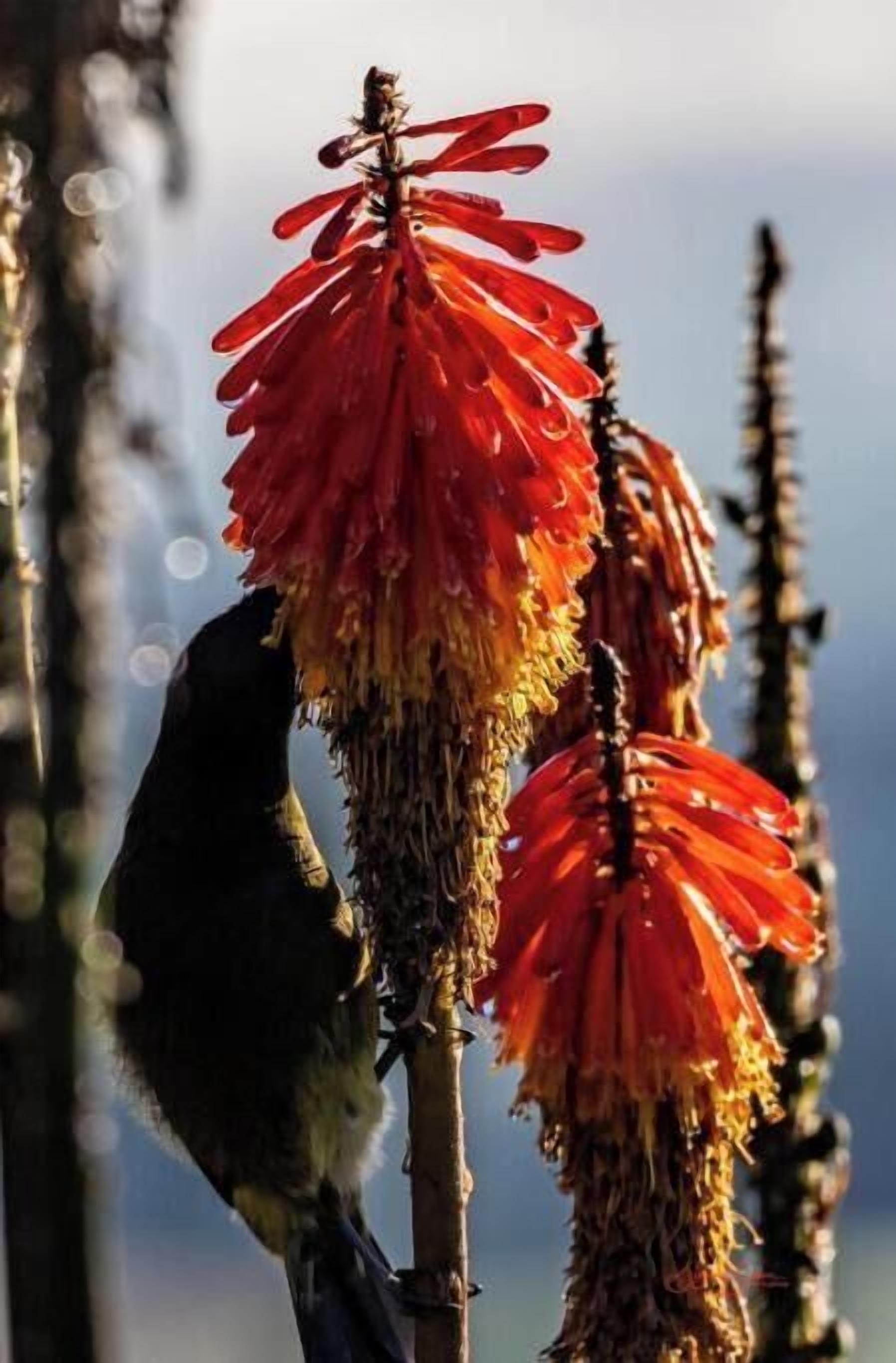 A bird perched on a plant with red flowers.