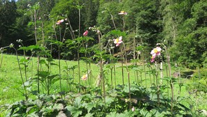 Un jardin où l’on trouve différentes plantes et fleurs, entouré d’une zone boisée.