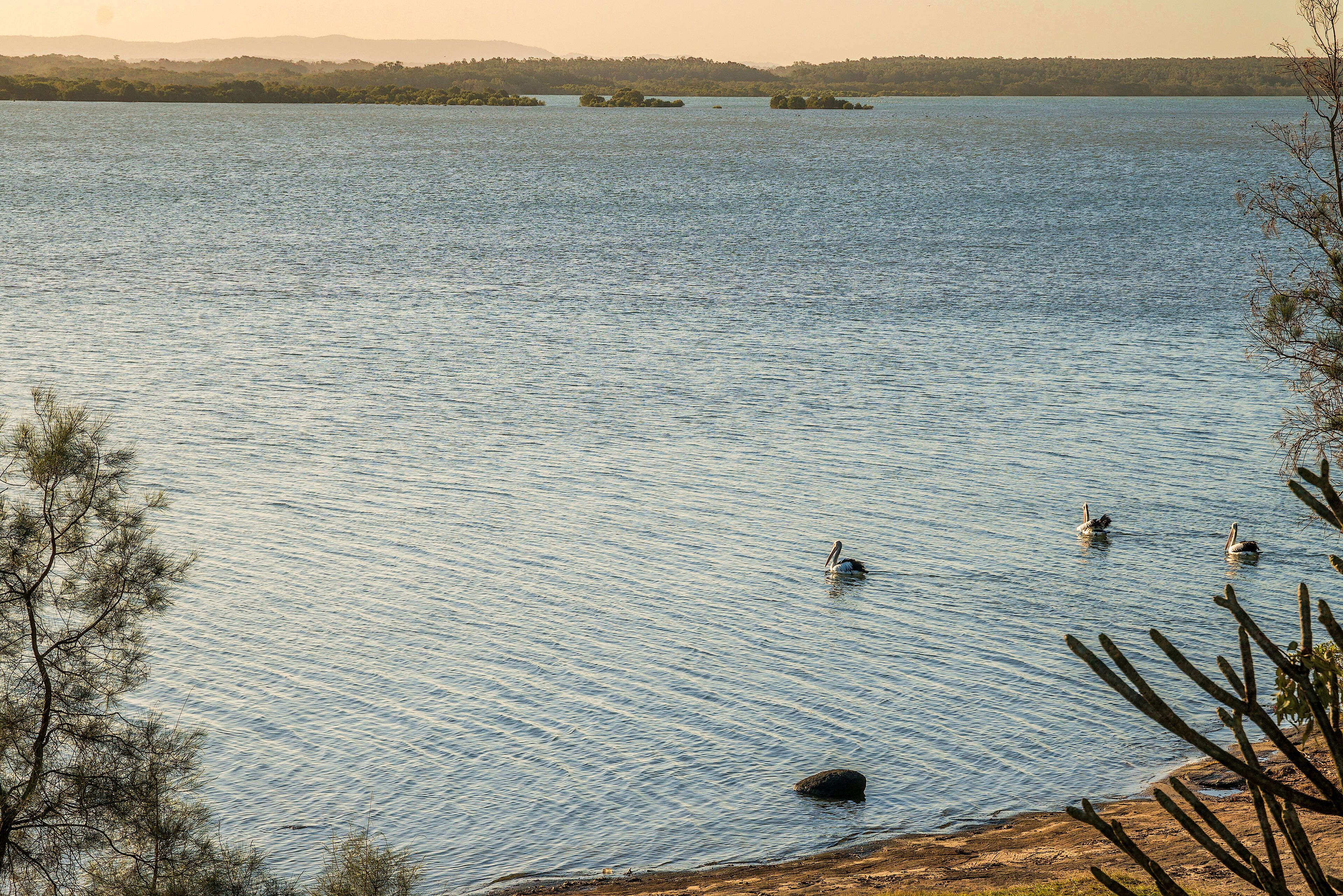 A calm lake with several birds swimming, surrounded by trees and distant landforms.