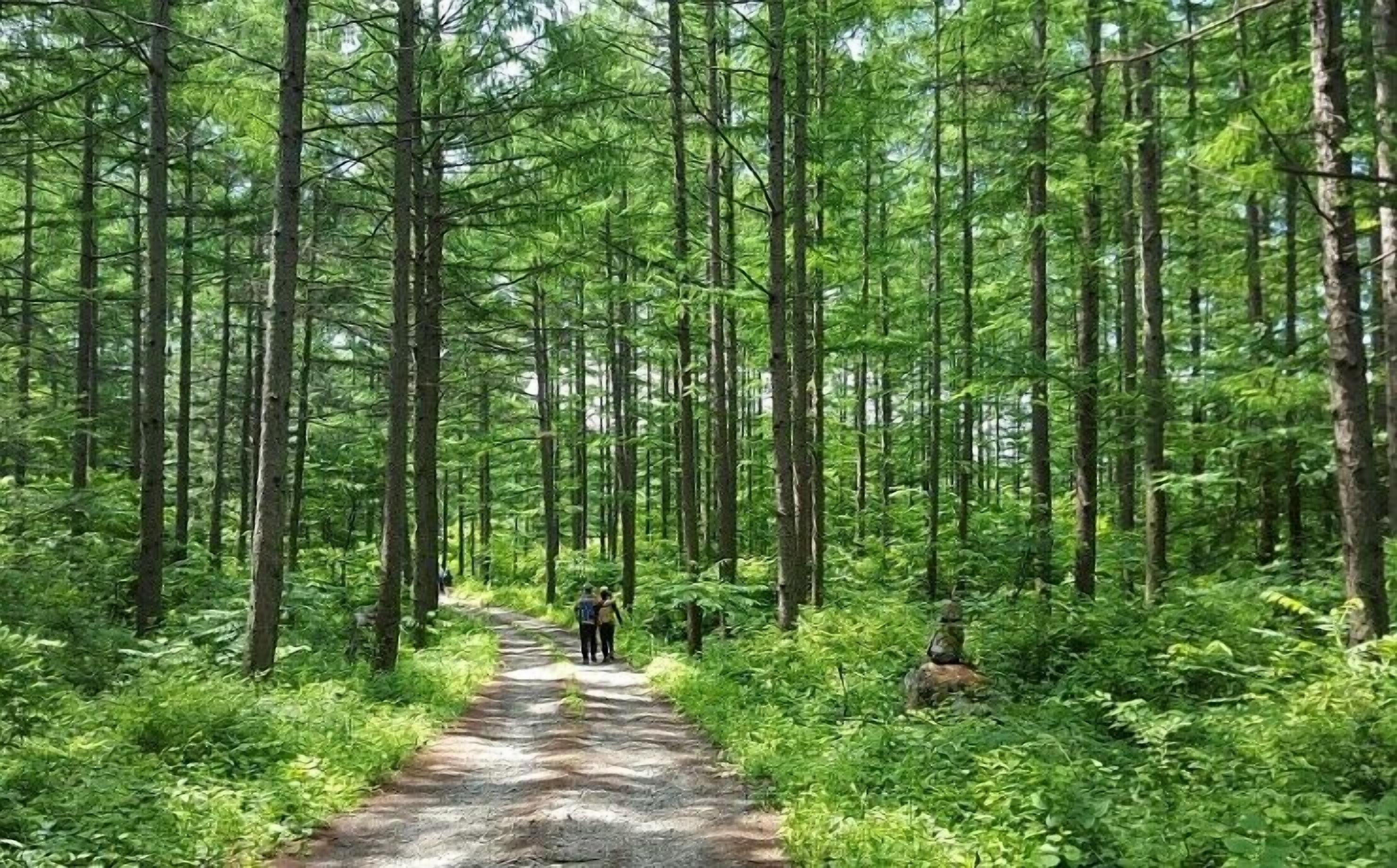 A forested path with tall trees and dense undergrowth.