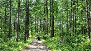 Un sentiero boschivo circondato da alberi alti e vegetazione fitta.