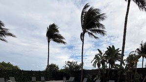 A swimming pool with lounge chairs and palm trees.