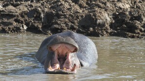 Miscellaneous - Masai Mara national reserve (Maasai Mara)