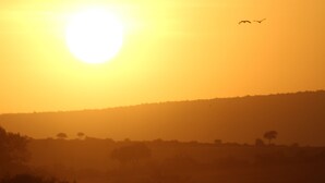 Interior - Masai Mara national reserve (Maasai Mara)