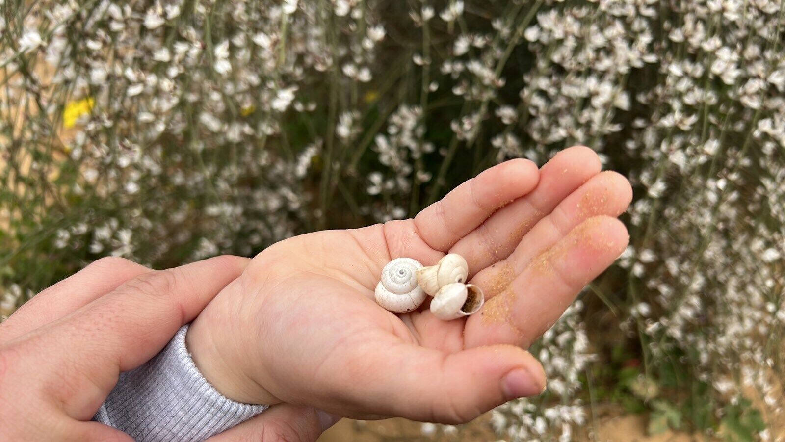 Eine Hand, die drei Schneckenhäuser hält.