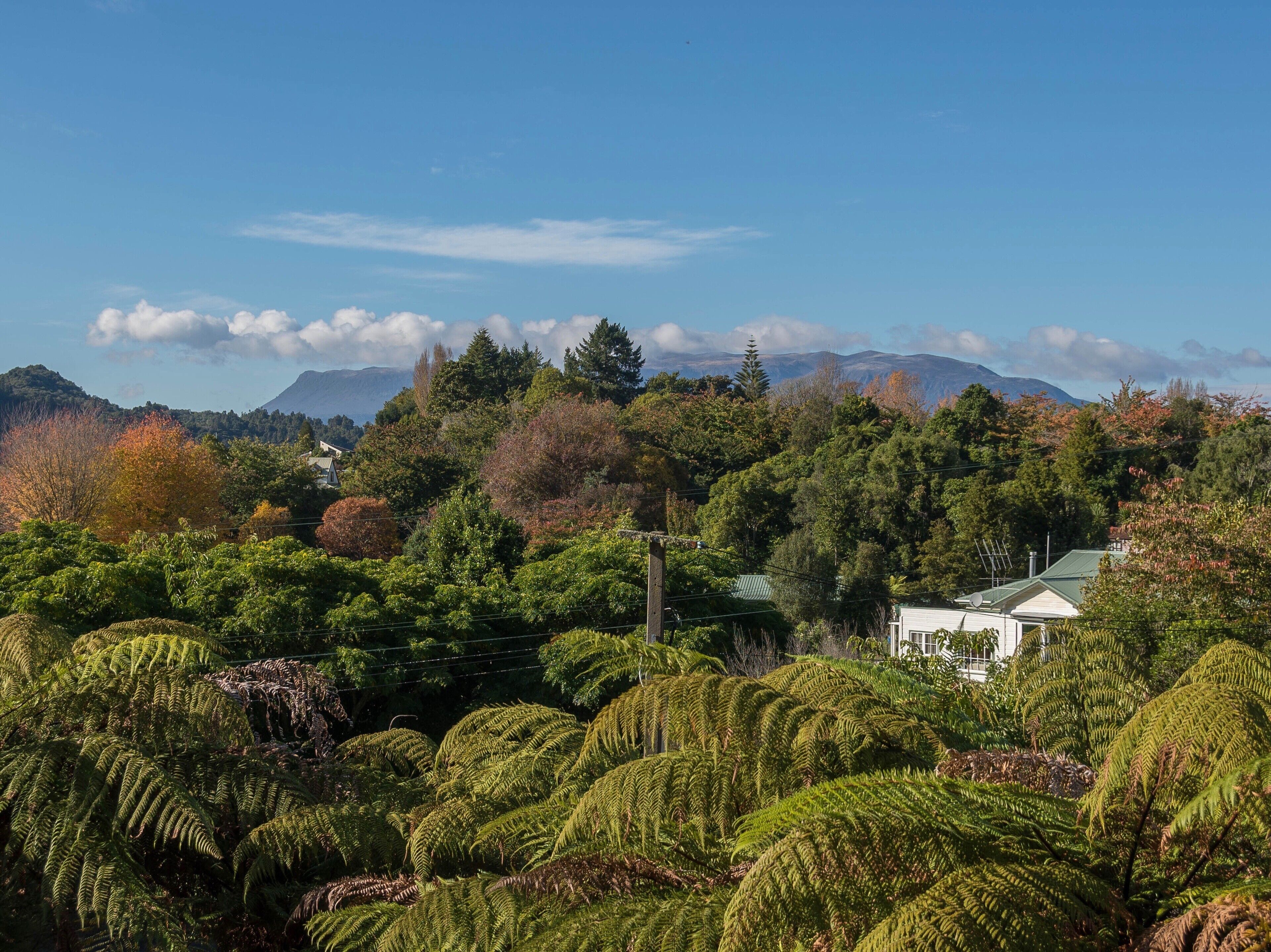 A lush landscape with dense ferns and a variety of trees, including some with autumnal foliage. In the background, there are mountains and a clear blue sky.