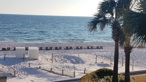 A beach with white sand, a row of beach chairs, and a palm tree. - Beach Front Condo PCB! Spring/Fall and Winter Discount Rates Available Now!! (Panama City Beach)