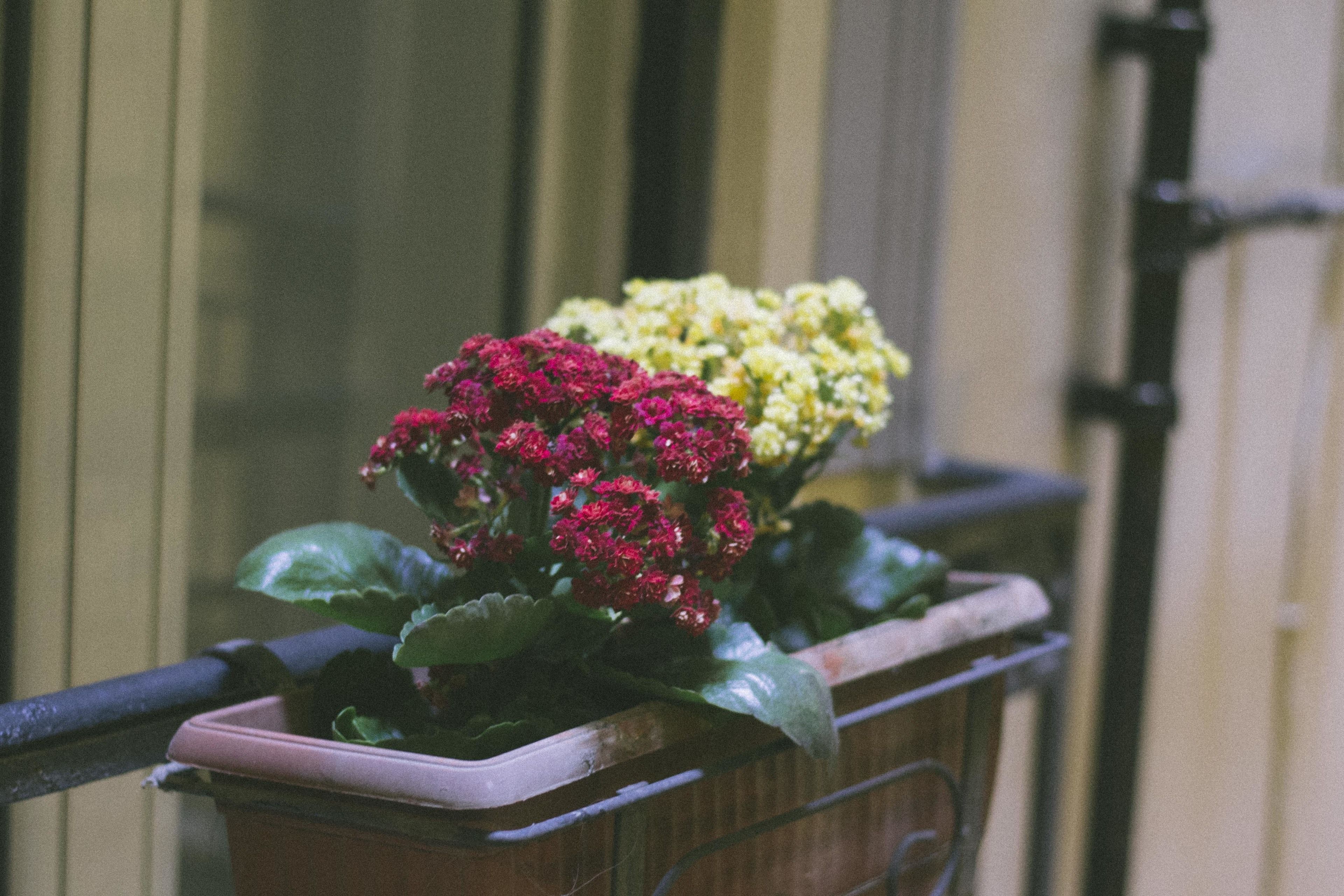 Foto - Morelli suite