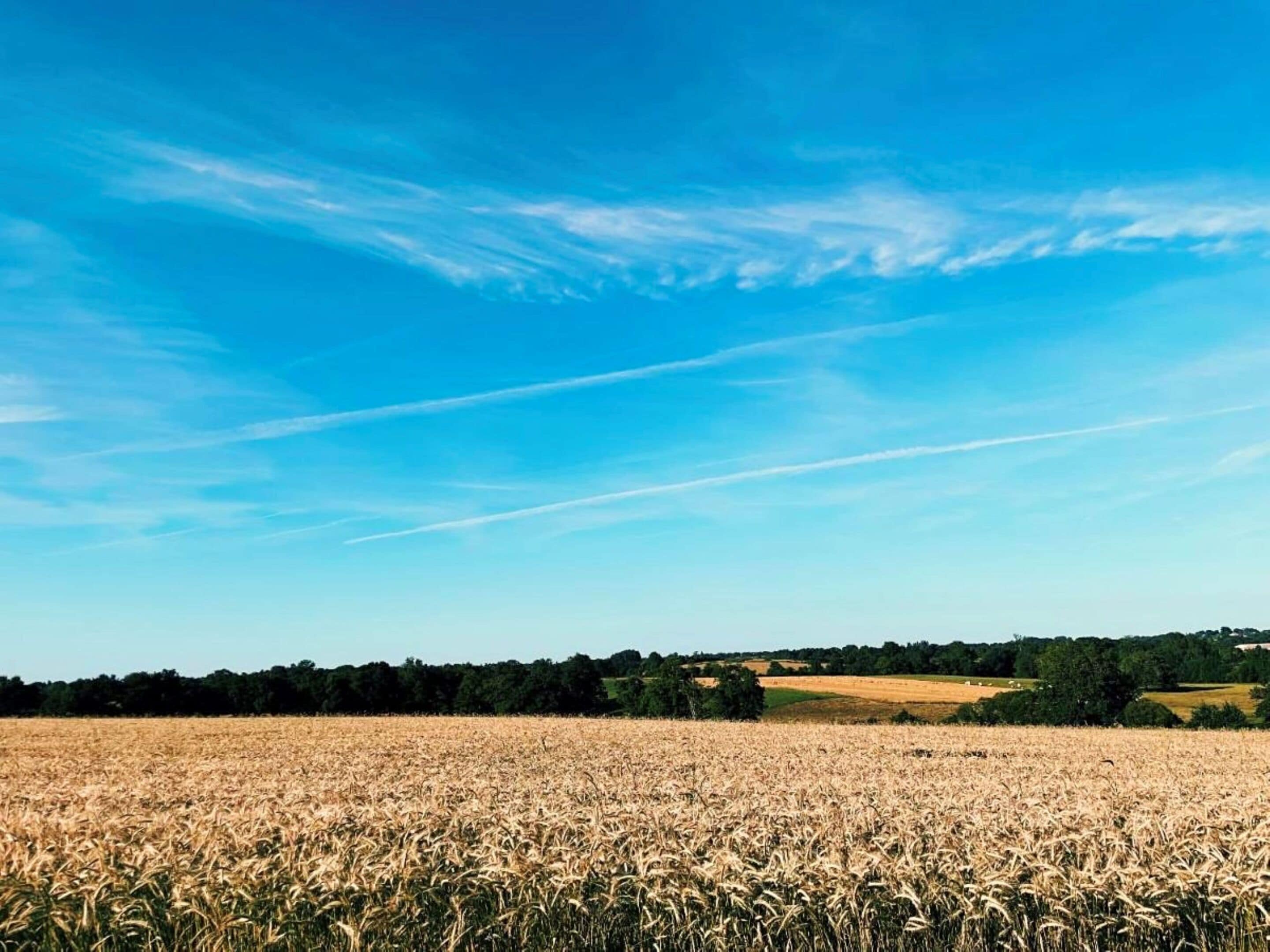 Un champ de blé sous un ciel dégagé.