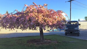Uma árvore com flores cor-de-rosa em uma área gramada, com um veículo estacionado por perto.