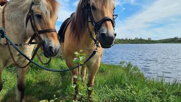 Horseback riding