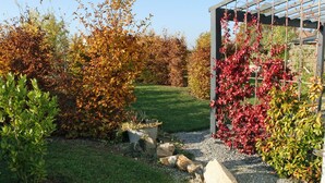 Un sentier de jardin bordé de différents arbustes et surmonté d’une pergola.