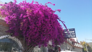 Un bâtiment devant lequel se trouve un grand arbre à fleurs roses.