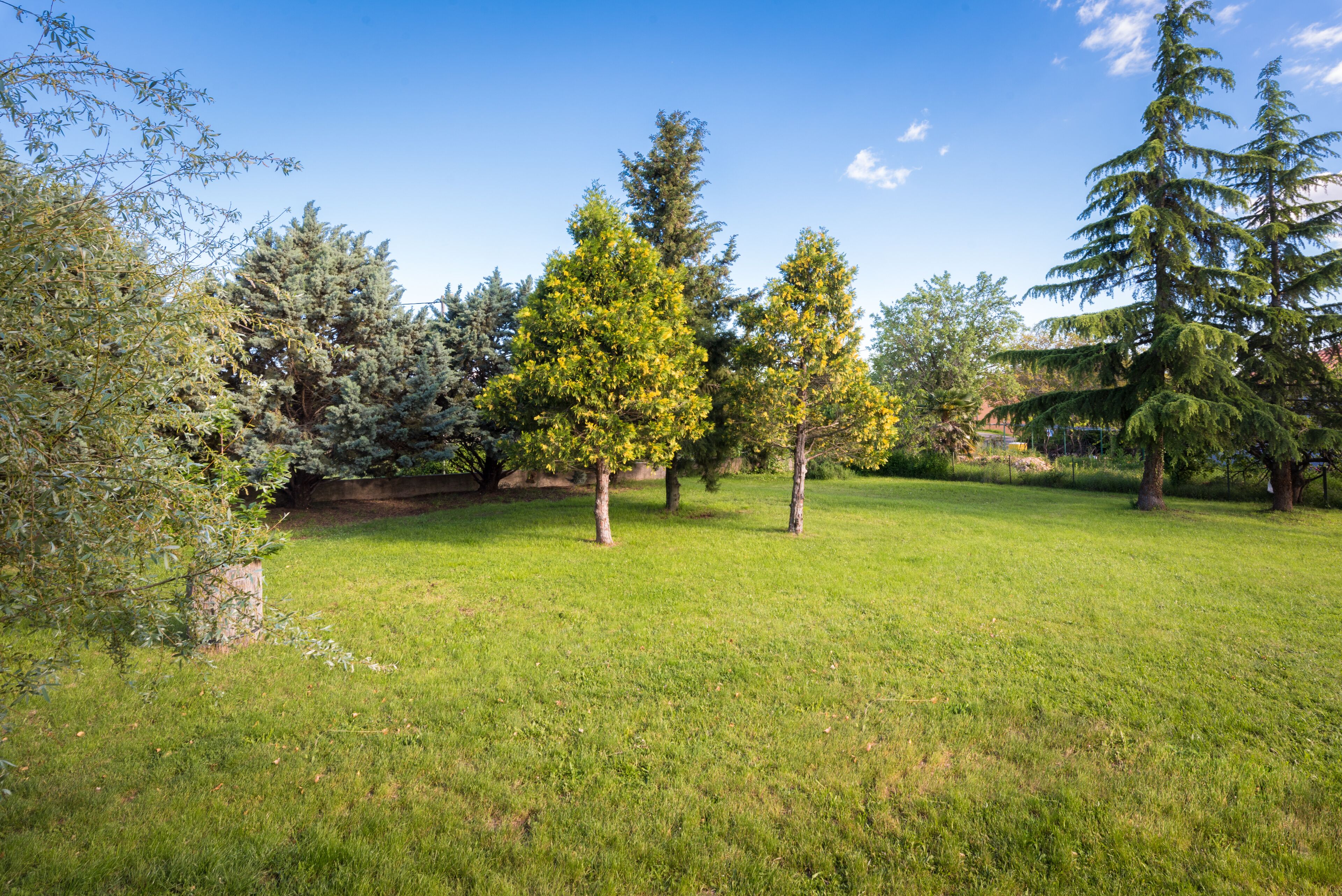 A grassy park with trees and a clear blue sky.