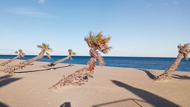 Une plage bordée de palmiers, sous un ciel bleu azur.