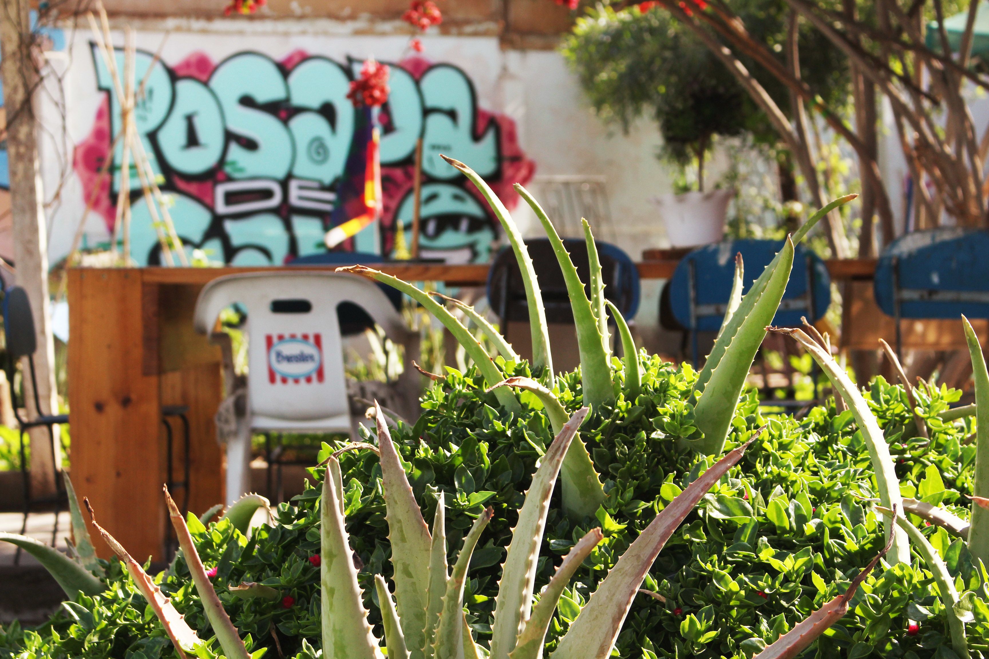 A garden with aloe plants in the foreground, a wooden bench, and a graffiti-covered wall in the background.