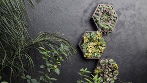 A potted plant arrangement against a dark wall with hanging light bulbs. - Casa Hidalgo (Mexico City)