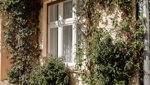 Ein Gebäude, dessen Fenster teilweise von dichtem Grünwerk verdeckt ist.