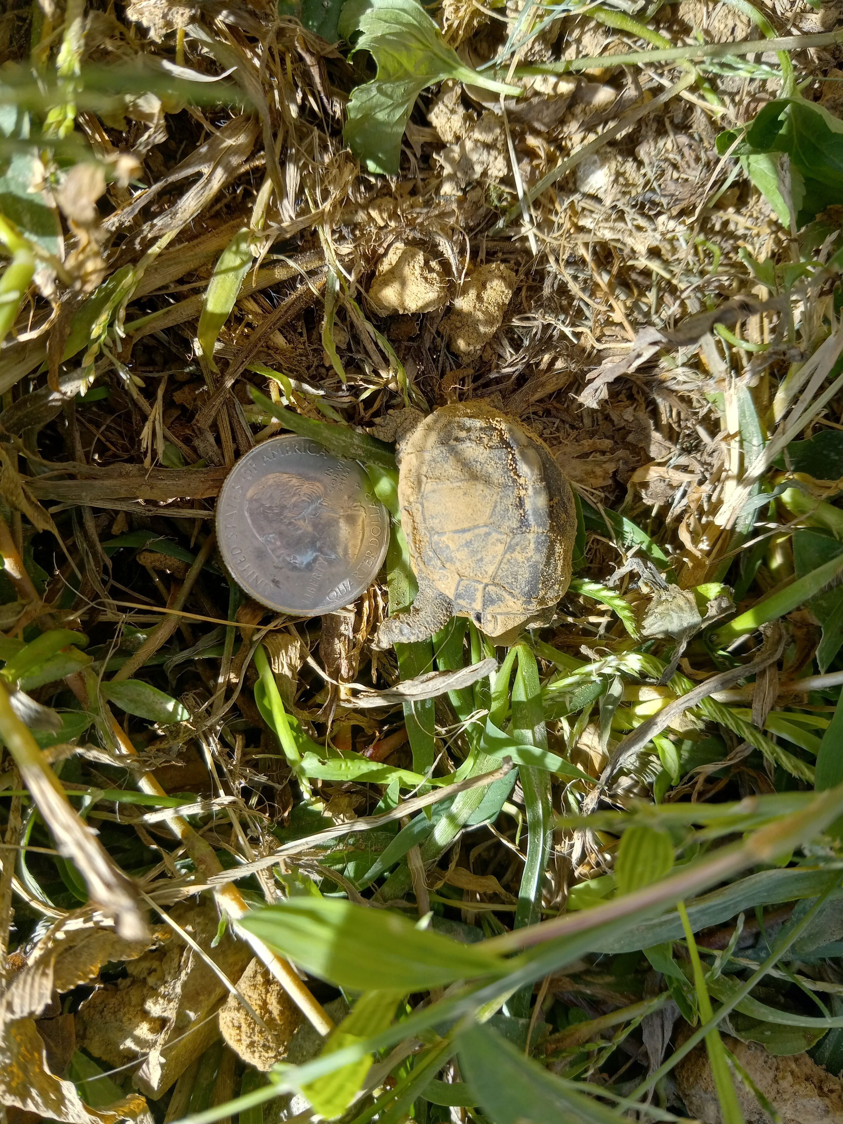 A coin and a turtle shell on the ground surrounded by dry grass and leaves.