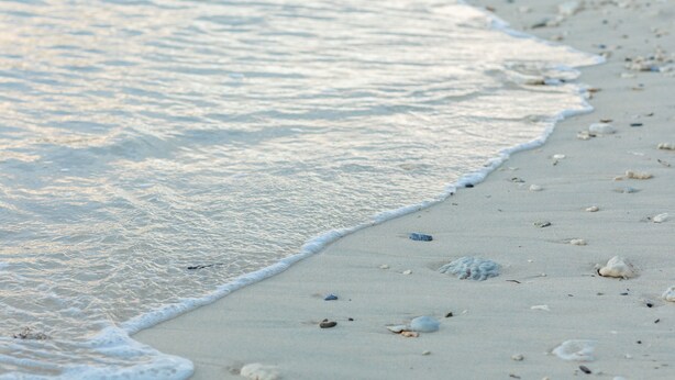 Una spiaggia sabbiosa con onde calme e conchiglie sparse.