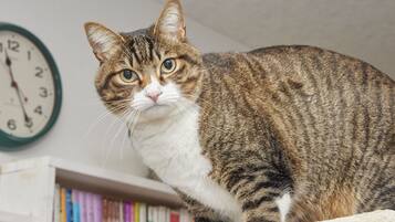A cat sitting on a shelf with books.