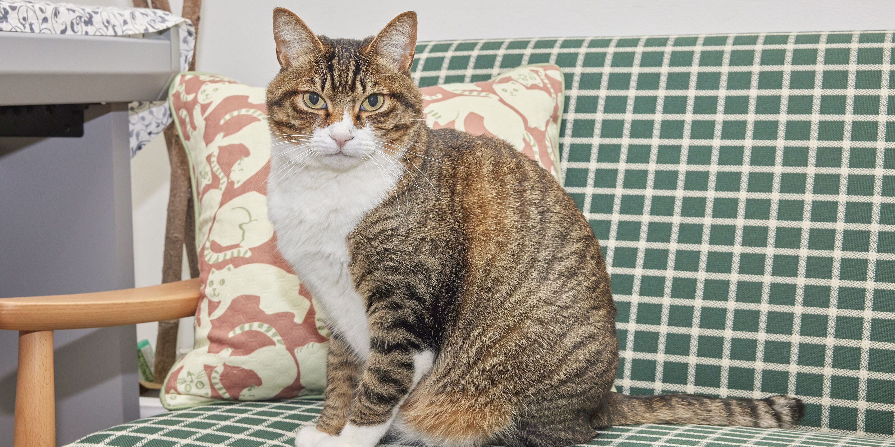 A cat sitting on a checkered sofa with a patterned pillow and a wooden chair in the background.