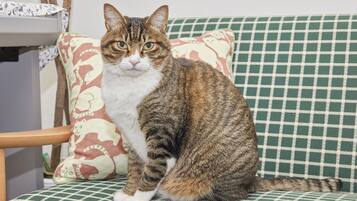 A cat sitting on a checkered sofa with a patterned pillow and a wooden chair in the background.