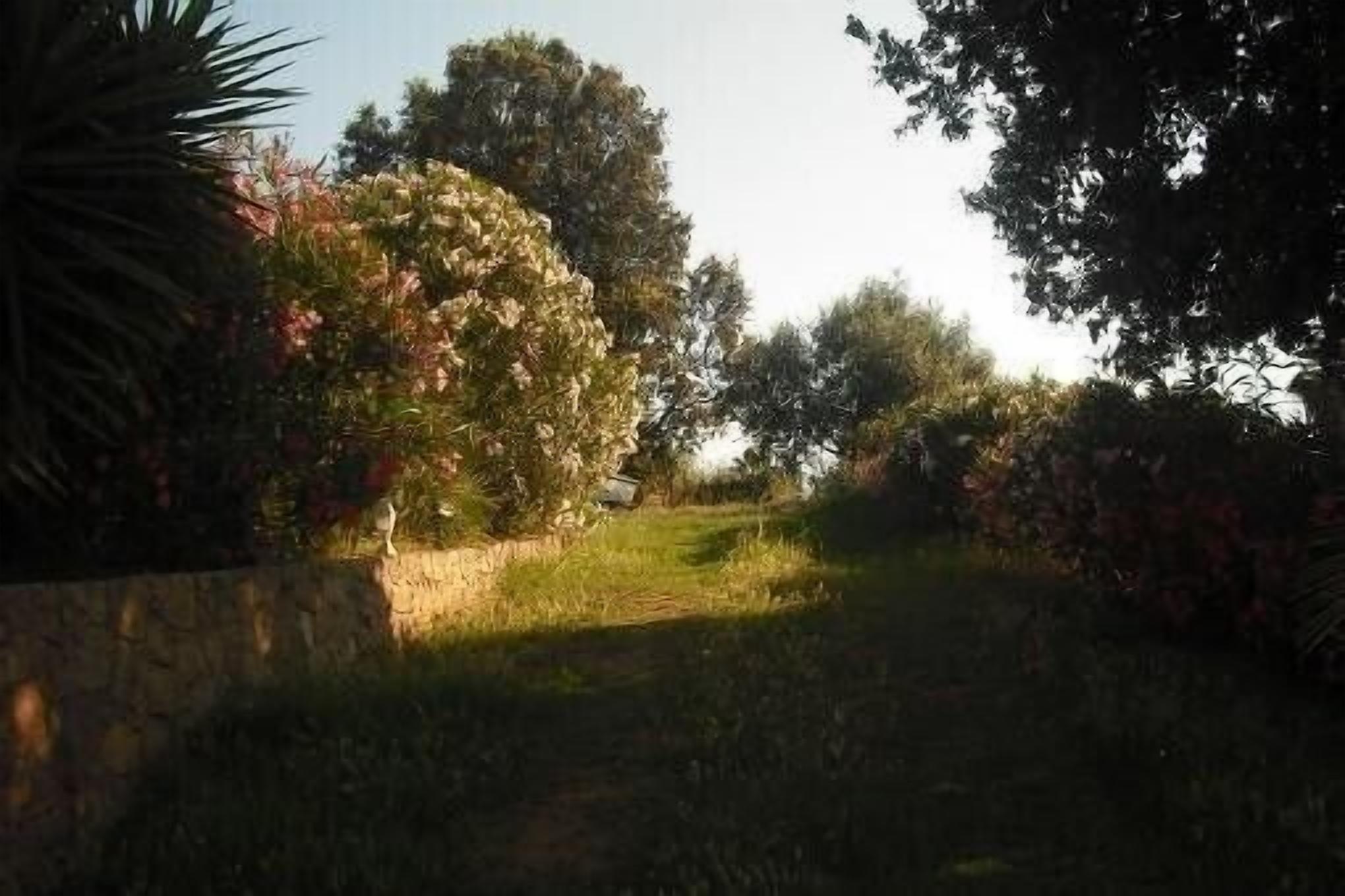 Ein Gartenweg, umgeben von üppigem Grün und Bäumen.