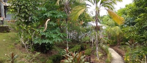 Garden view