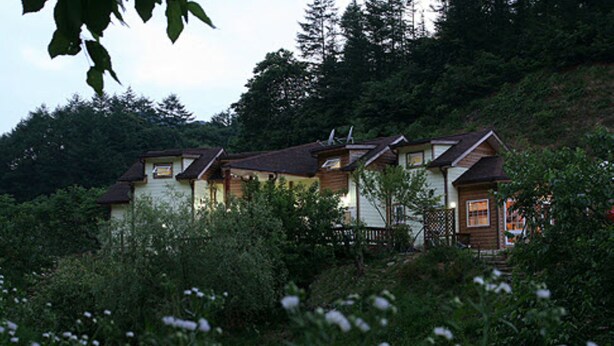 A row of wooden houses with multiple windows, surrounded by dense greenery and trees.