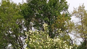 Un grand arbre à l’écorce épaisse, orné de nombreuses fleurs blanches, entouré d’une zone herbeuse et d’autres arbres.