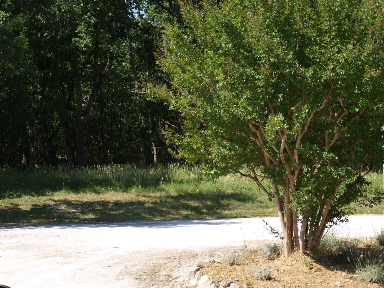 Ein Feldweg mit einem Baum am rechten Rand.