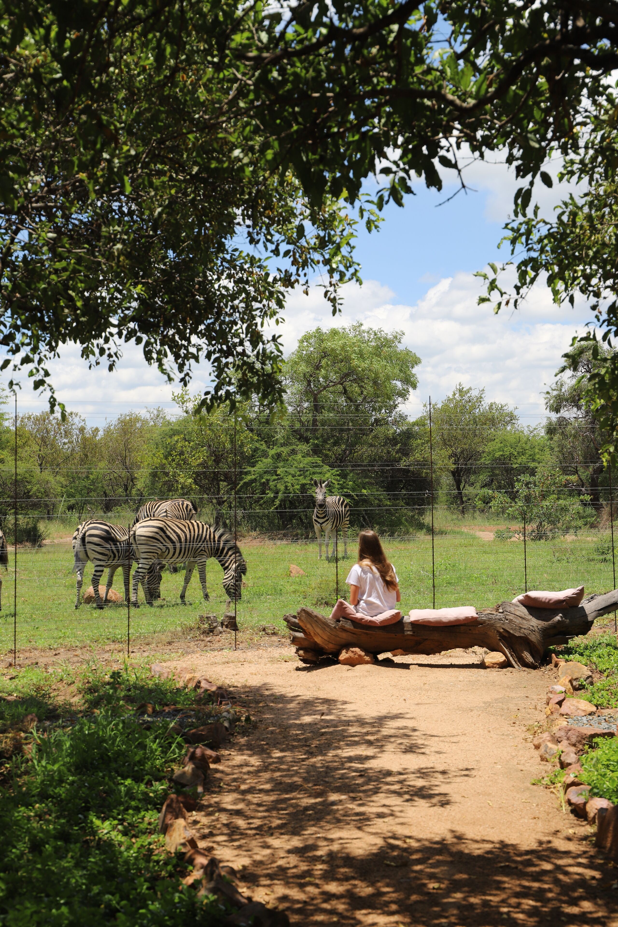 A woman sitting on a log in a zoo enclosure with zebras.