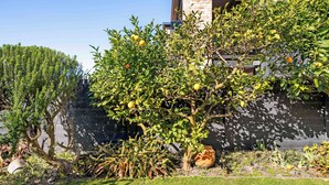 Un jardín con diversas plantas y un árbol frutal.