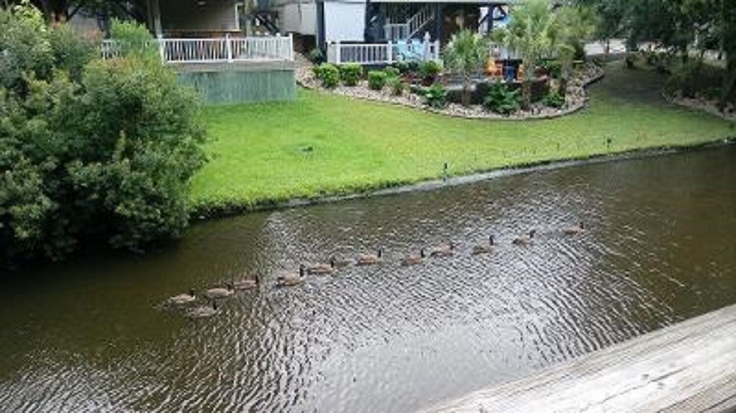 A river with ducks swimming.